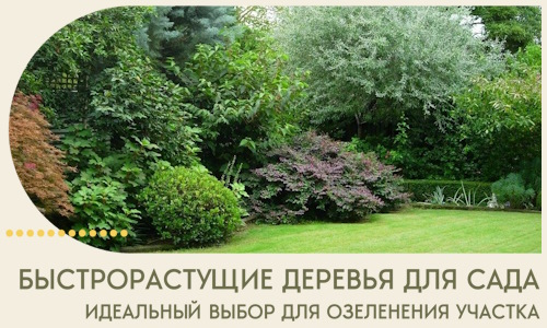 Быстрорастущие деревья для сада идеальный выбор в Гулькевичах