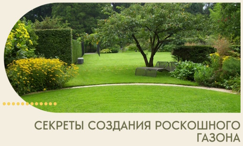 Секреты создания роскошного газона в Гулькевичах